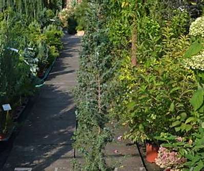 jalovec - Juniperus communis 'Mayer'.