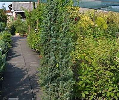 jalovec - Juniperus communis 'Hibernica'.