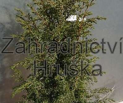 jalovec - Juniperus communis 'Aurea Nana'