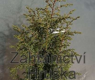 jalovec - Juniperus communis 'Aurea Nana'