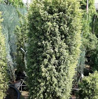 jalovec - Juniperus communis 'Aurea Nana'