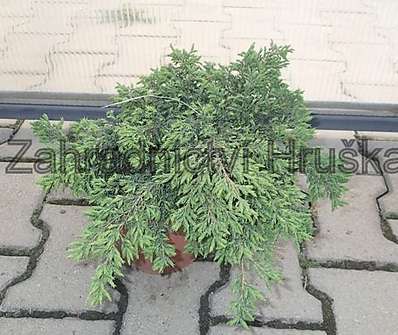jalovec - Juniperus scopulorum 'Repens'