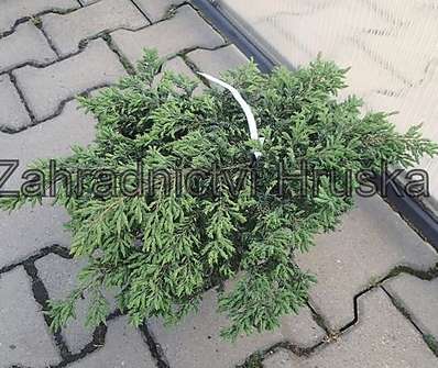 jalovec - Juniperus scopulorum 'Repens'