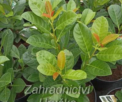 bobkovišeň - Prunus laurocerasus 'Bonaparte'®