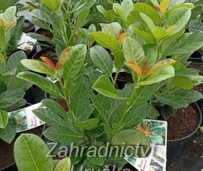 bobkovišeň - Prunus laurocerasus 'Bonaparte'®