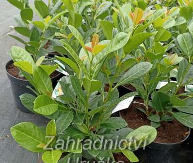 bobkovišeň - Prunus laurocerasus 'Bonaparte'®