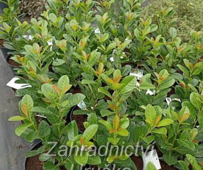 bobkovišeň - Prunus laurocerasus 'Bonaparte'®