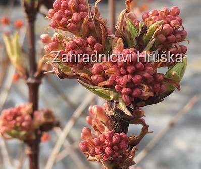 kalina - Viburnum farrerii