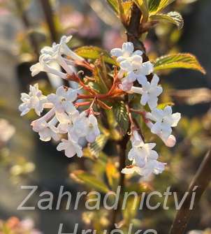 kalina - Viburnum farrerii