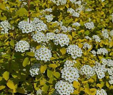 tavolník - Spiraea x vanhouttei 'Gold Fountain'