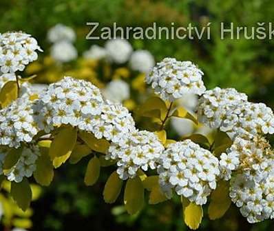 tavolník - Spiraea x vanhouttei 'Gold Fountain'