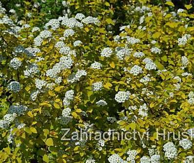 tavolník - Spiraea x vanhouttei 'Gold Fountain'