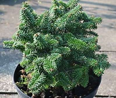 jedle - Abies balsamea 'Picolo'