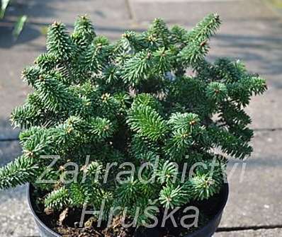 jedle - Abies balsamea 'Picolo'