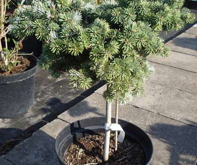 jedle - Abies veitchi 'Rumburk' KM