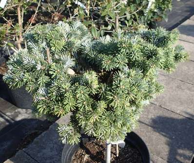 jedle - Abies veitchi 'Rumburk' KM