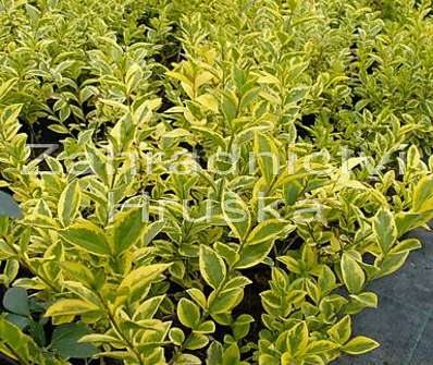 ptačí zob - Ligustrum ovalifolium 'Aureum'