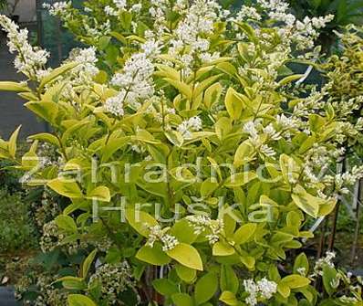 ptačí zob - Ligustrum ovalifolium 'Aureum'