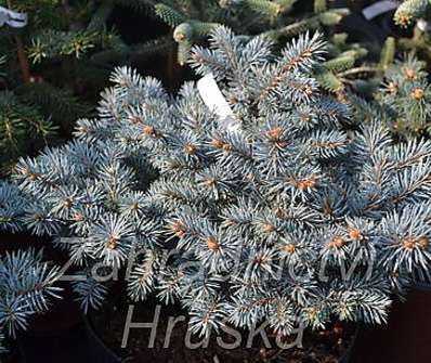 smrk - Picea pungens 'Sain Marys Broom'