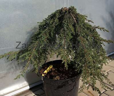 jalovec - Juniperus communis 'Green Mantle'...KM