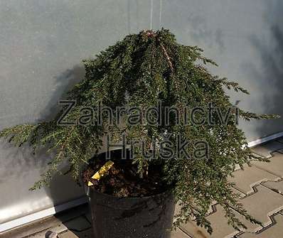 jalovec - Juniperus communis 'Green Mantle'...KM