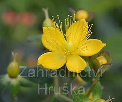 třezalka - Hypericum calycinum  Red Baron
