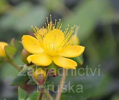 třezalka - Hypericum calycinum  Red Baron