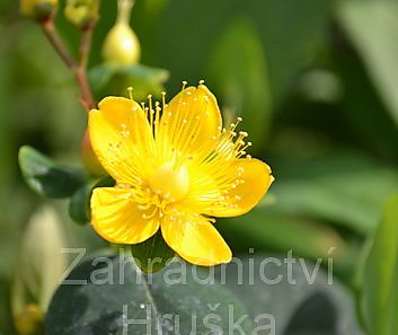 třezalka - Hypericum calycinum  Red Baron