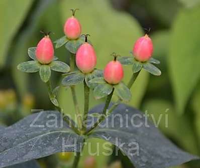 třezalka - Hypericum calycinum  Red Baron