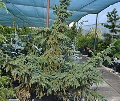 smrk - Picea mariana 'Aurea'
