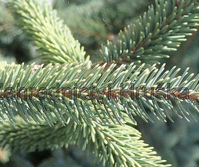 smrk - Picea mariana 'Aurea'