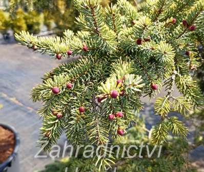 smrk - Picea mariana 'Aurea'