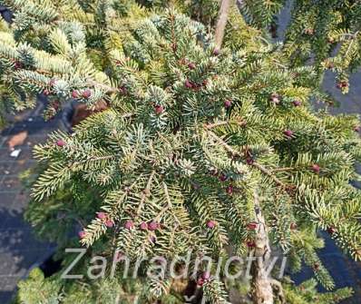 smrk - Picea mariana 'Aurea'