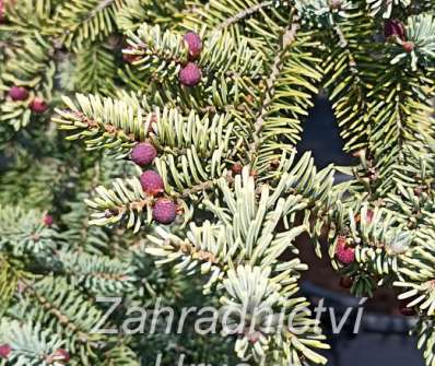 smrk - Picea mariana 'Aurea'