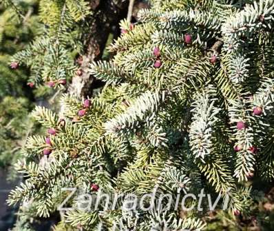 smrk - Picea mariana 'Aurea'