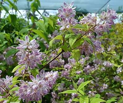 trojpuk - Deutzia x  hybrida Magicien