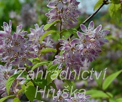 trojpuk - Deutzia x  hybrida Magicien