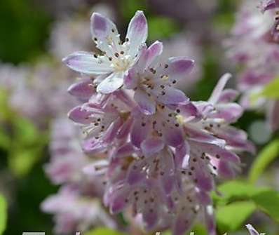 trojpuk - Deutzia x  hybrida Magicien