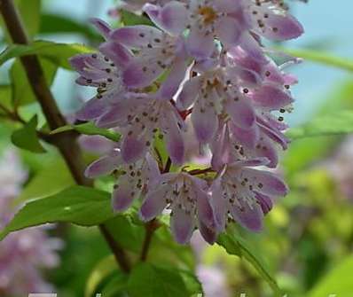 trojpuk - Deutzia x  hybrida Magicien