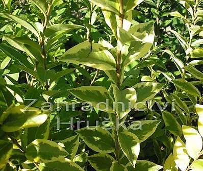 ptačí zob - Ligustrum ovalifolium 'Aureum'