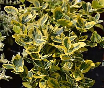 brslen - Euonymus japonicus 'Marieke'
