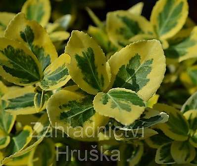 brslen - Euonymus japonicus 'Marieke'