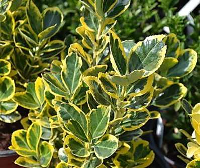 brslen - Euonymus japonicus 'Ovatus Aureus'