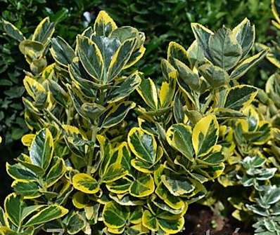 brslen - Euonymus japonicus 'Ovatus Aureus'