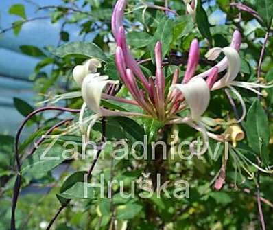 zimolez - Lonicera periclymenum 'Serotina'