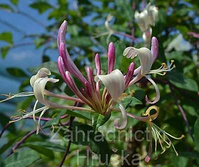zimolez - Lonicera periclymenum 'Serotina'