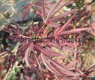 javor - Acer palmatum 'Enkan'