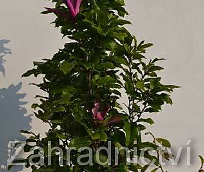 šácholan - Magnolia liliflora 'Susan'KM