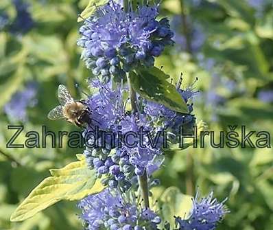 ořechoplodec - Caryopteris clandonensis 'Summer Sorbet'