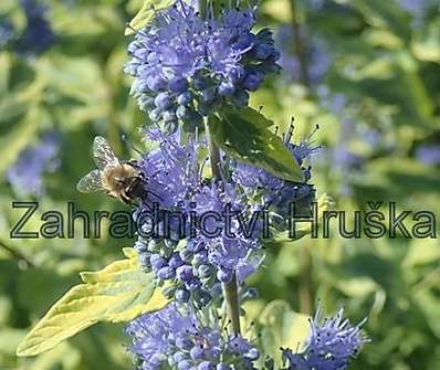 ořechoplodec - Caryopteris clandonensis 'Summer Sorbet'